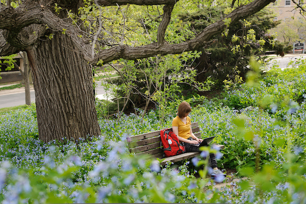 Surrounded by a sea of flowering bluebells, undergraduate Sydney Rearick works on her laptop computer while studying under a historic bur oak tree near Nancy Nicholas Hall at the University of Wisconsin on May 13, 2013. A major in human development and family studies, Rearick was writing a paper for a class on family stress and coping during final-exams week of spring semester. (Photo by Jeff Miller/UW-Madison)